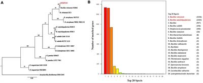 Whole Genome Sequence of Bacillus velezensis Strain GUMT319: A Potential Biocontrol Agent Against Tobacco Black Shank Disease